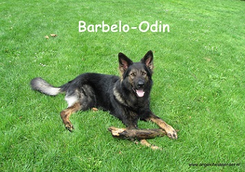 Barbelo-Odin, een prachtige grauwe Oudduitse Herder reu!